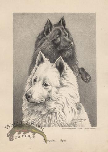 1890s Dogs 45